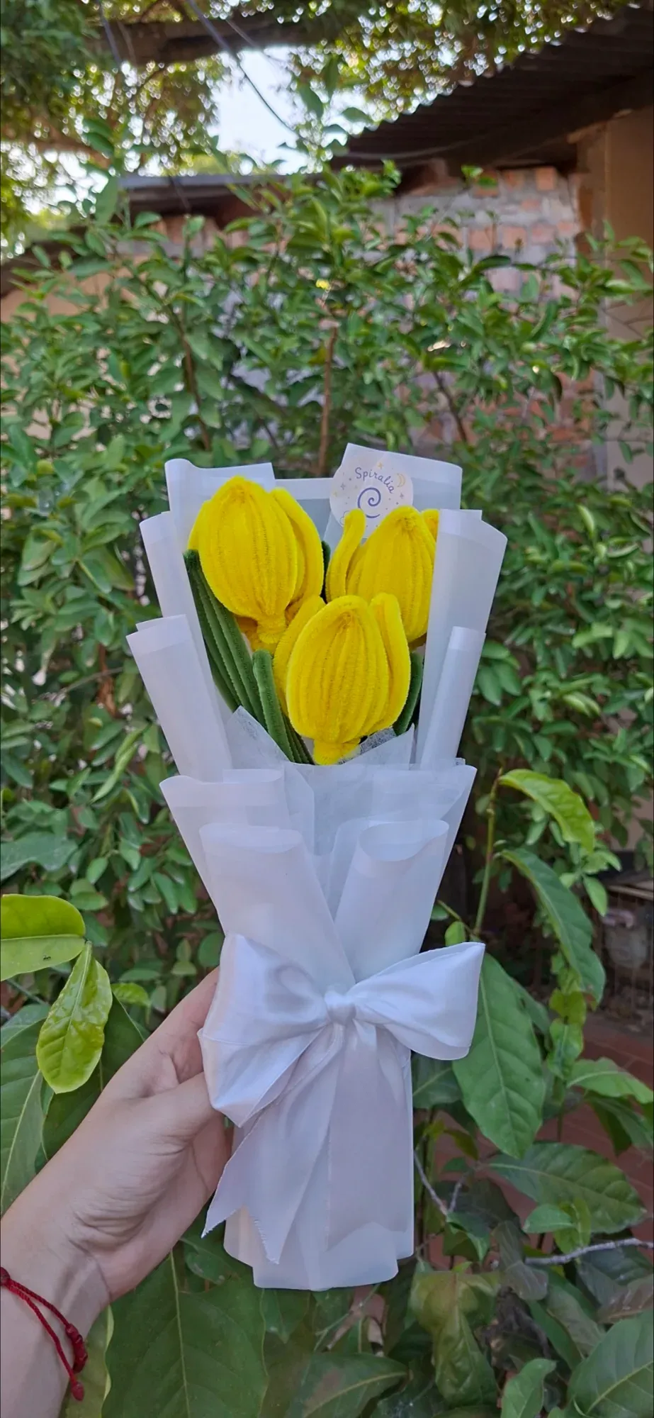 Tulipanes Primavera 