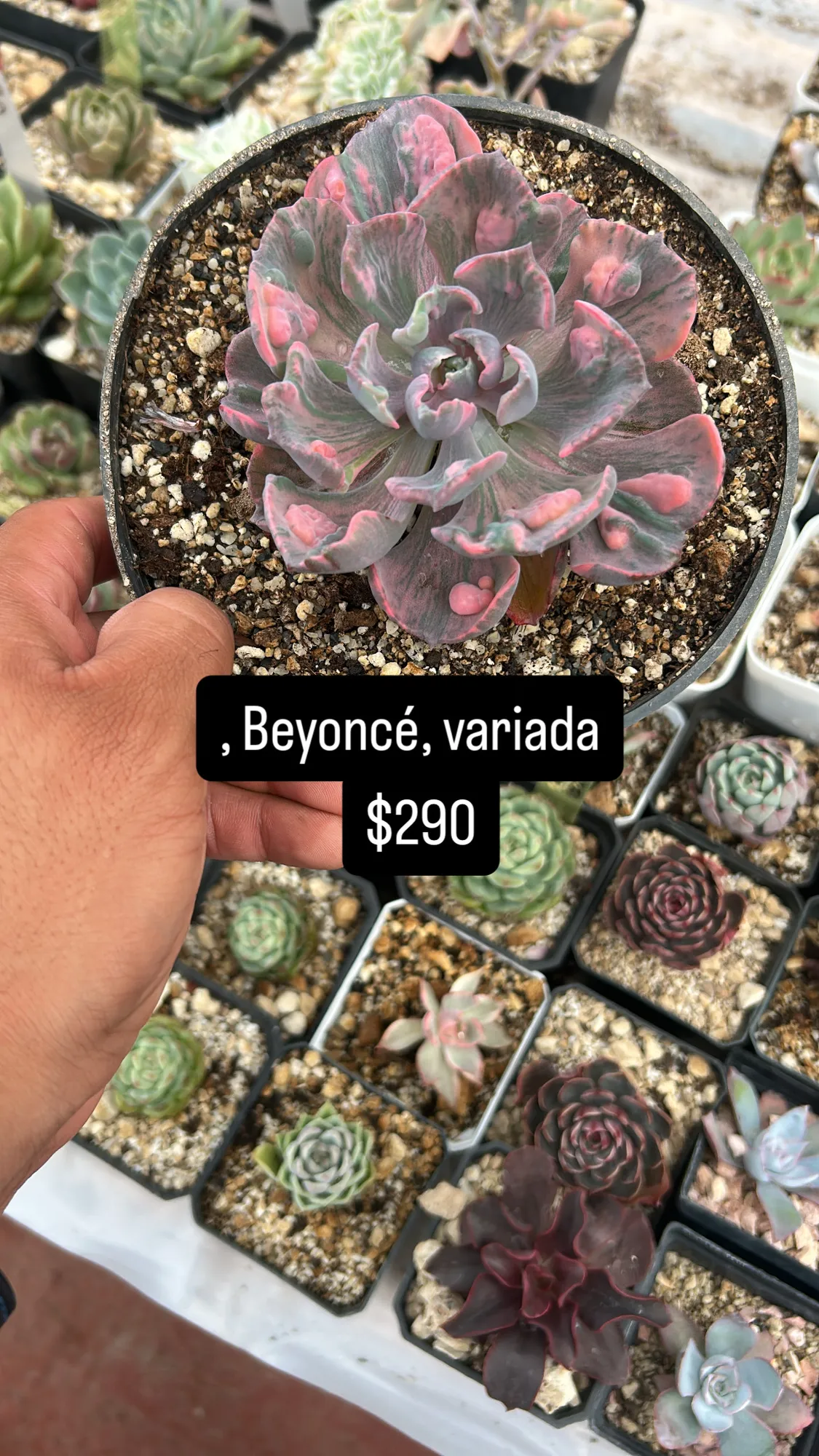 Echeveria Beyonce 